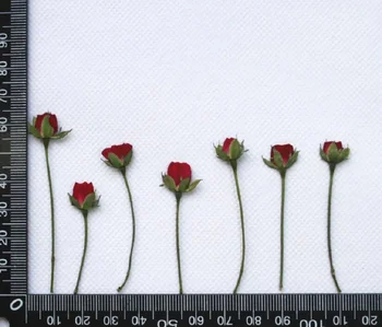 60pcs Presset Tørret Mini Rød Rose Knopper Blomst Plante Herbarium For Smykker, Postkort, Invitation-Kort Telefonen Tilfælde Bogmærke DIY