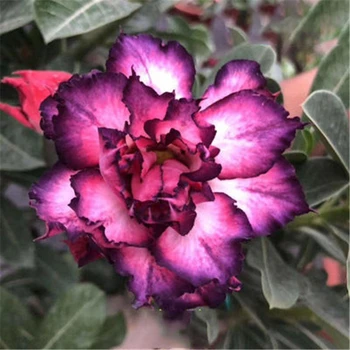 Duftende Desert Rose Frø Hjem Natur Have Flerårige Blomster Bonsai Farverige Adenium Obesum Blomst Røgelse 3stk